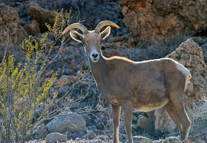 Did Ewe Know? Remarkable Facts About North America’s Wild Ram Animal ...