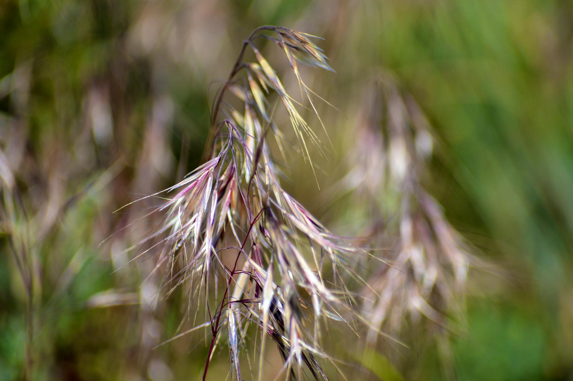 Close-up of cheatgrass, a non-native weed that fuels wildland fires in the west, with its characteristic purple hues.