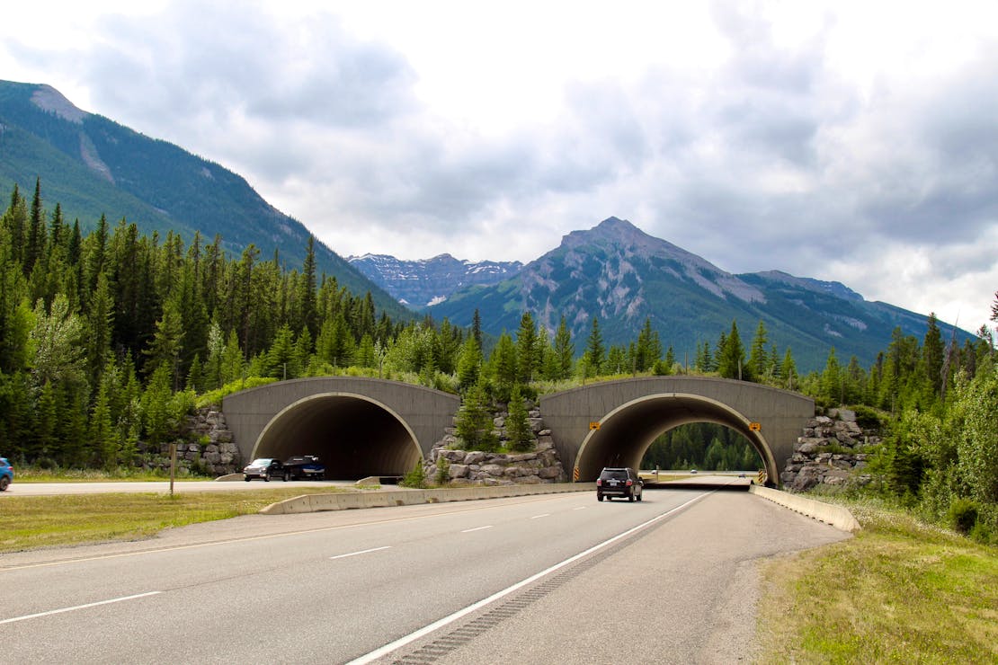 Trans-Canada Highway through wildlife bridge Banff National Park