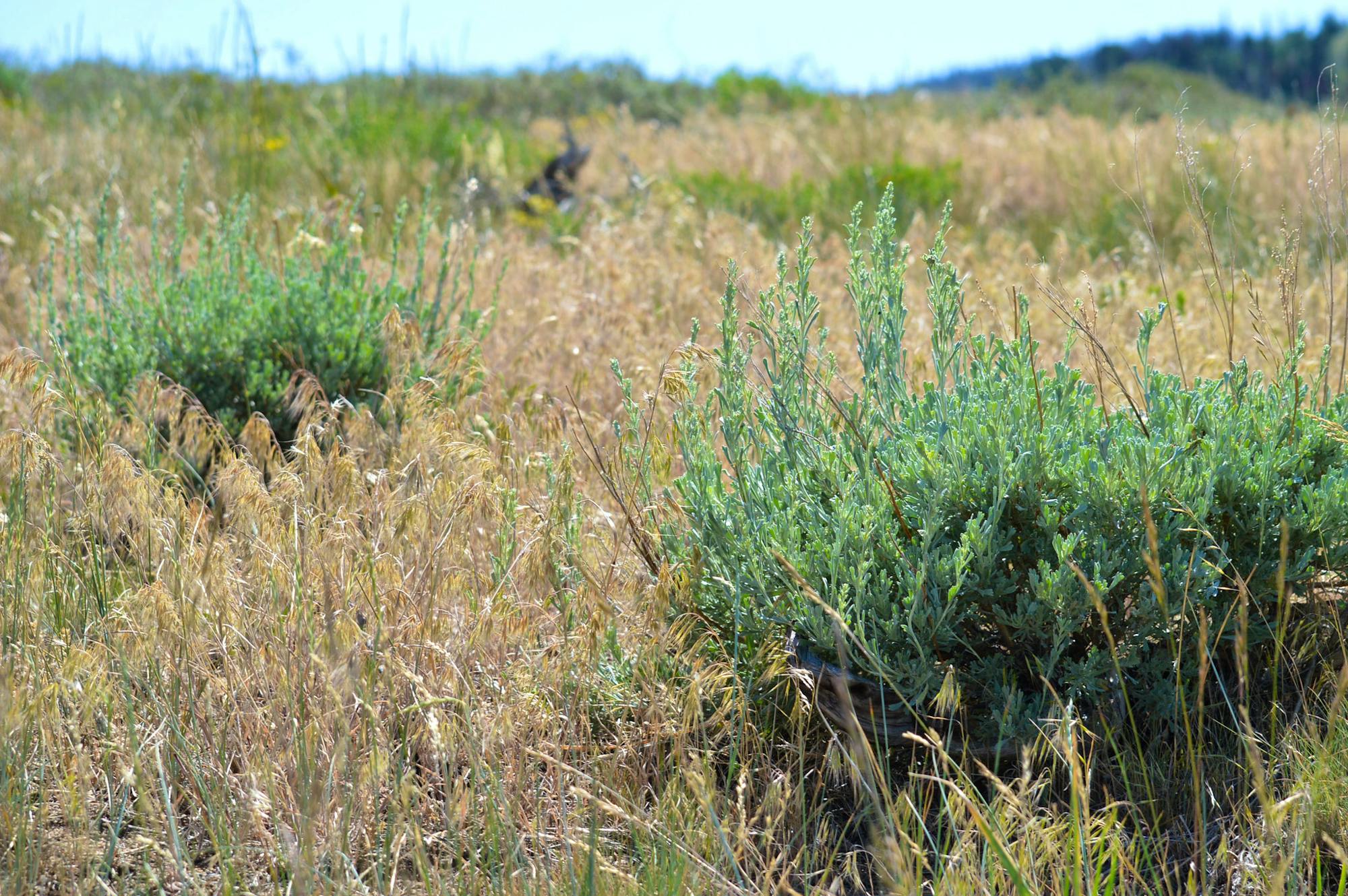 Two sagebrush plants (green) which are native to the west being overrun by non-native cheatgrass. 