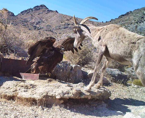 A golden eagle confronts a desert bighorn sheep at Desert National Wildlife Refuge in Nevada.