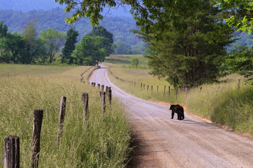 Black bear walking down Hyatt Lane Great Smoky Mountains National Park