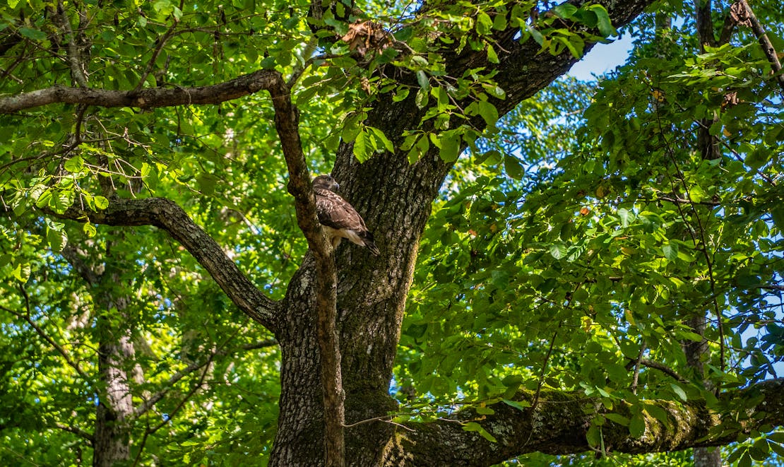 CEF_Cemetery hawk