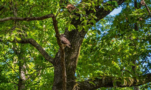 CEF_Cemetery hawk