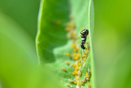 Ants and Oleander Aphids on a leaf