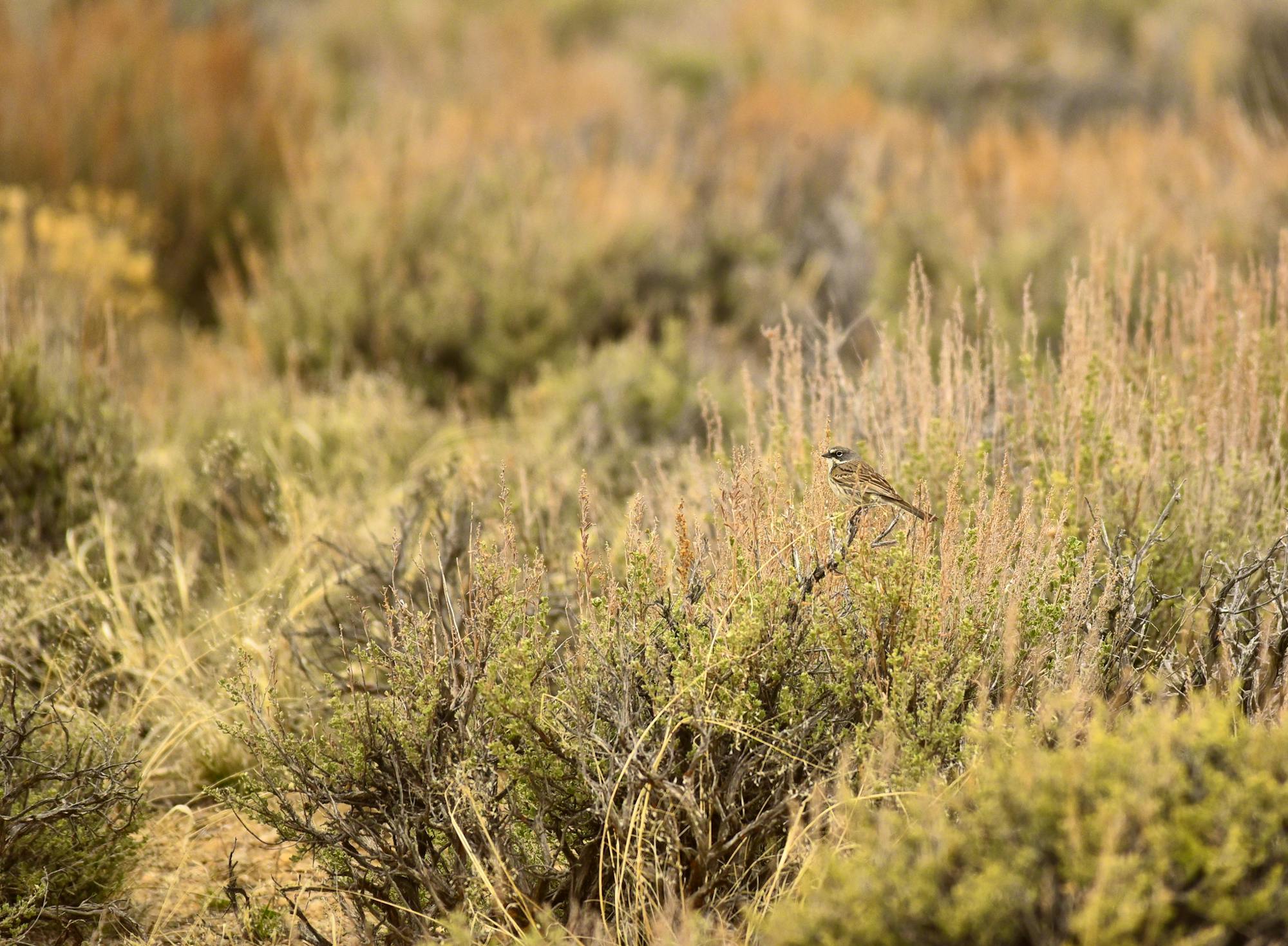 Sagebrush sparrow at Seedskadee National Wildlife Refuge