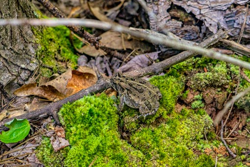 Toad CEF BartramSForest