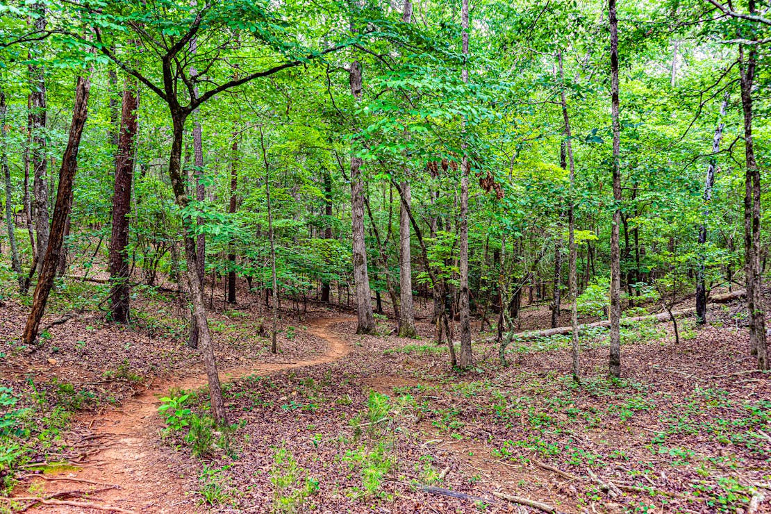 CEF_BartramNForest Trail