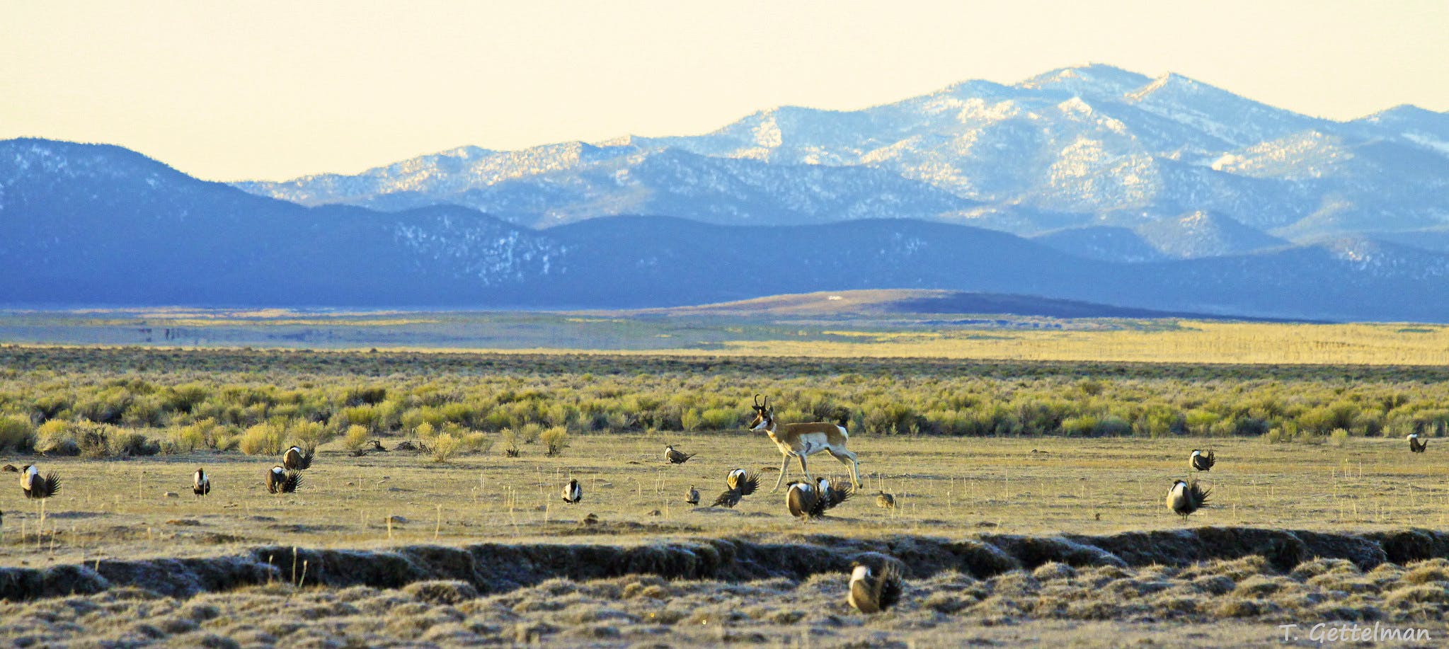 Leking Greater sage-grouse and pronghorn male, Northeastern Nevada