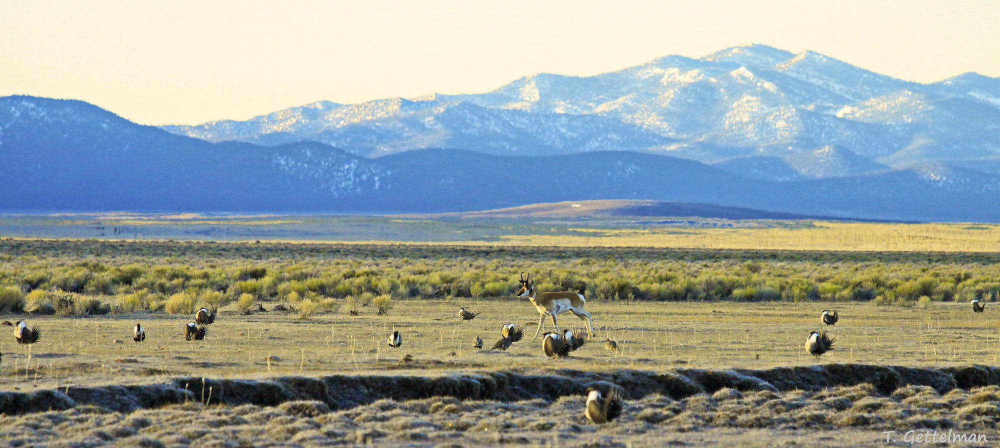 Leking Greater sage-grouse and pronghorn male, Northeastern Nevada