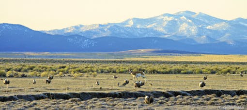 Leking Greater sage-grouse and pronghorn male, Northeastern Nevada