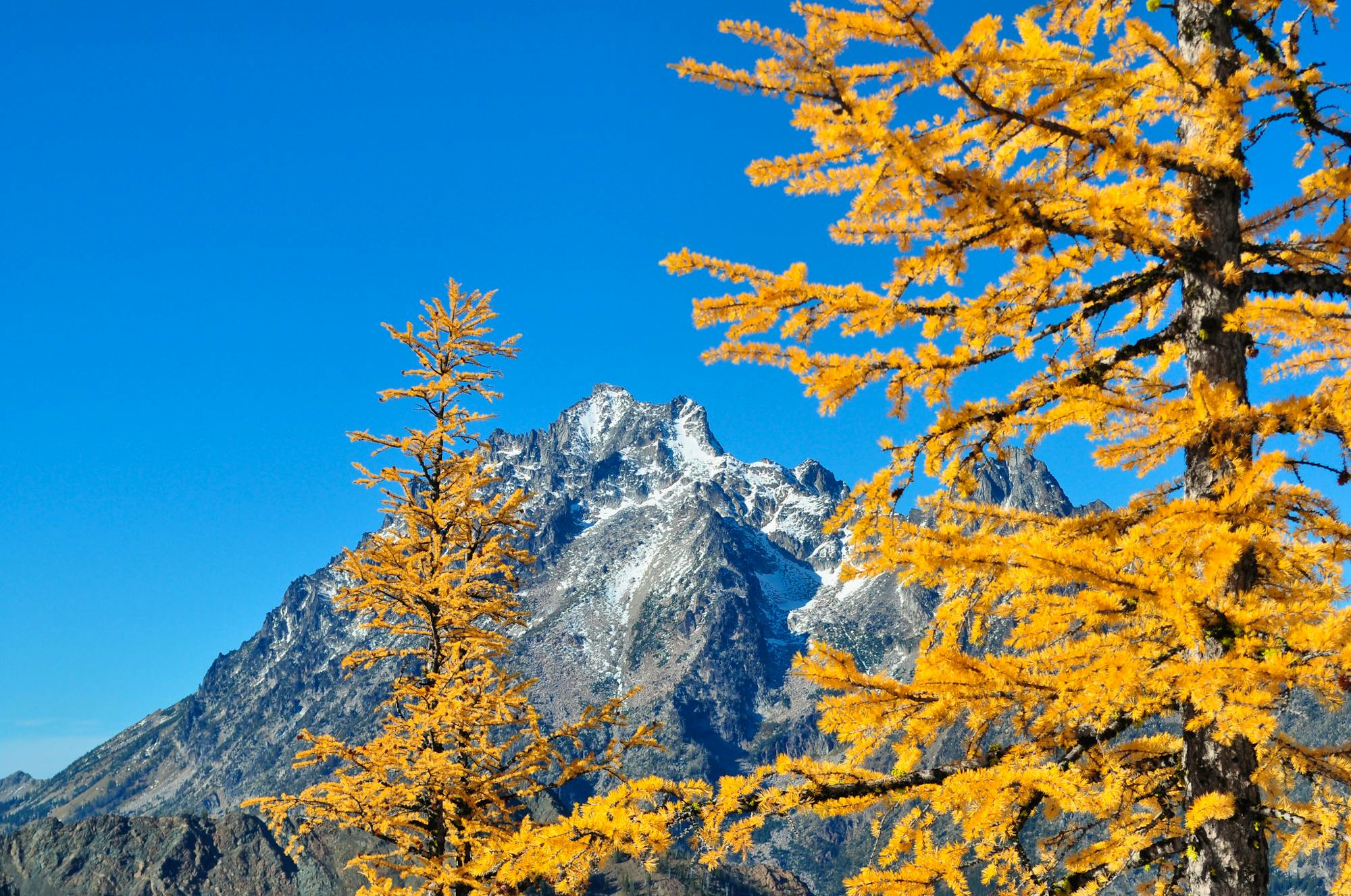 The fall color of a subalpine larch (Larix lyallii) set against Mt. Stewart on the Cle Elum Ranger District, Okanogan-Wenatchee National Forest.