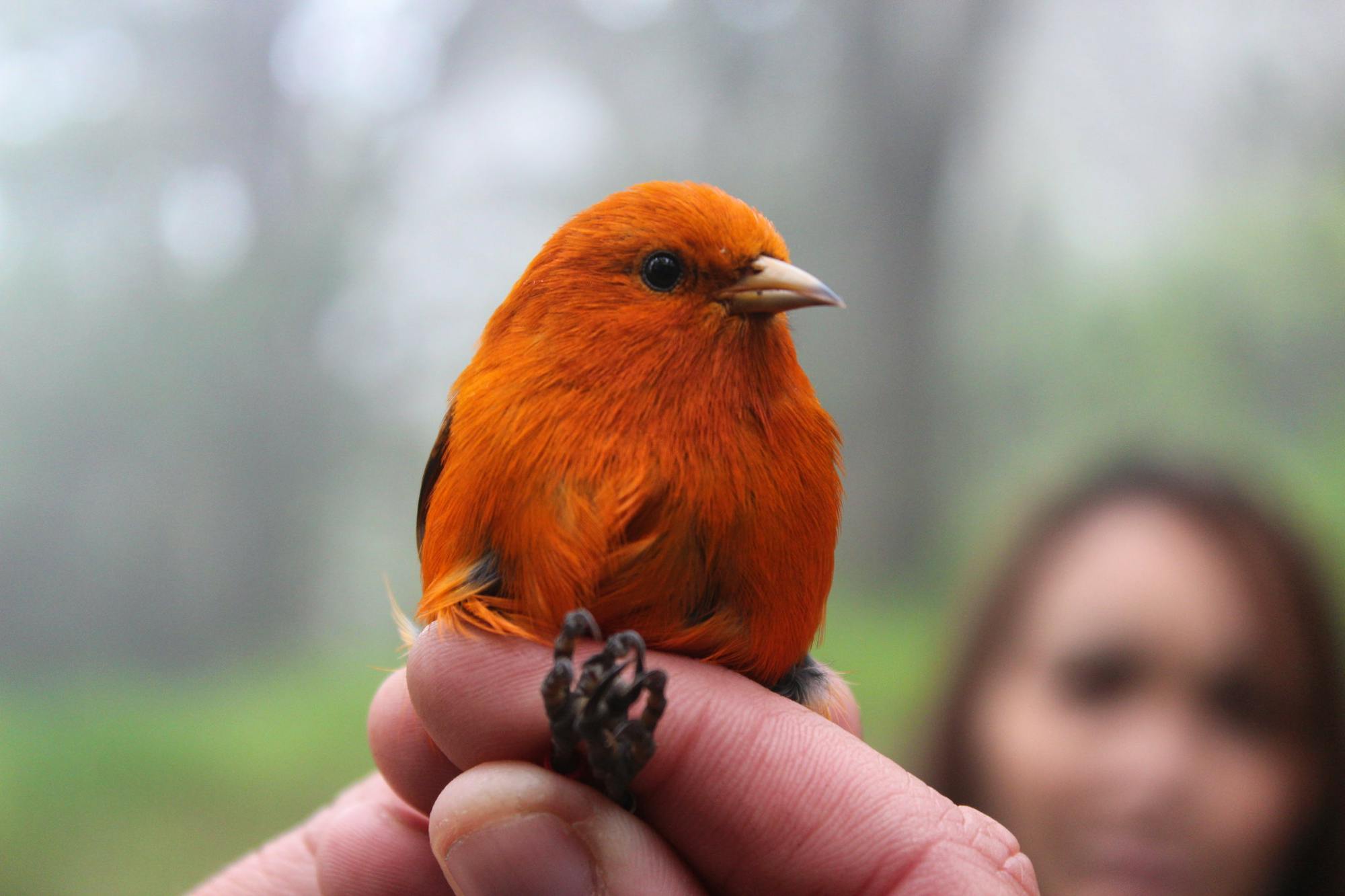 Akepa, endangered, found in Hakalau Forest NWR 