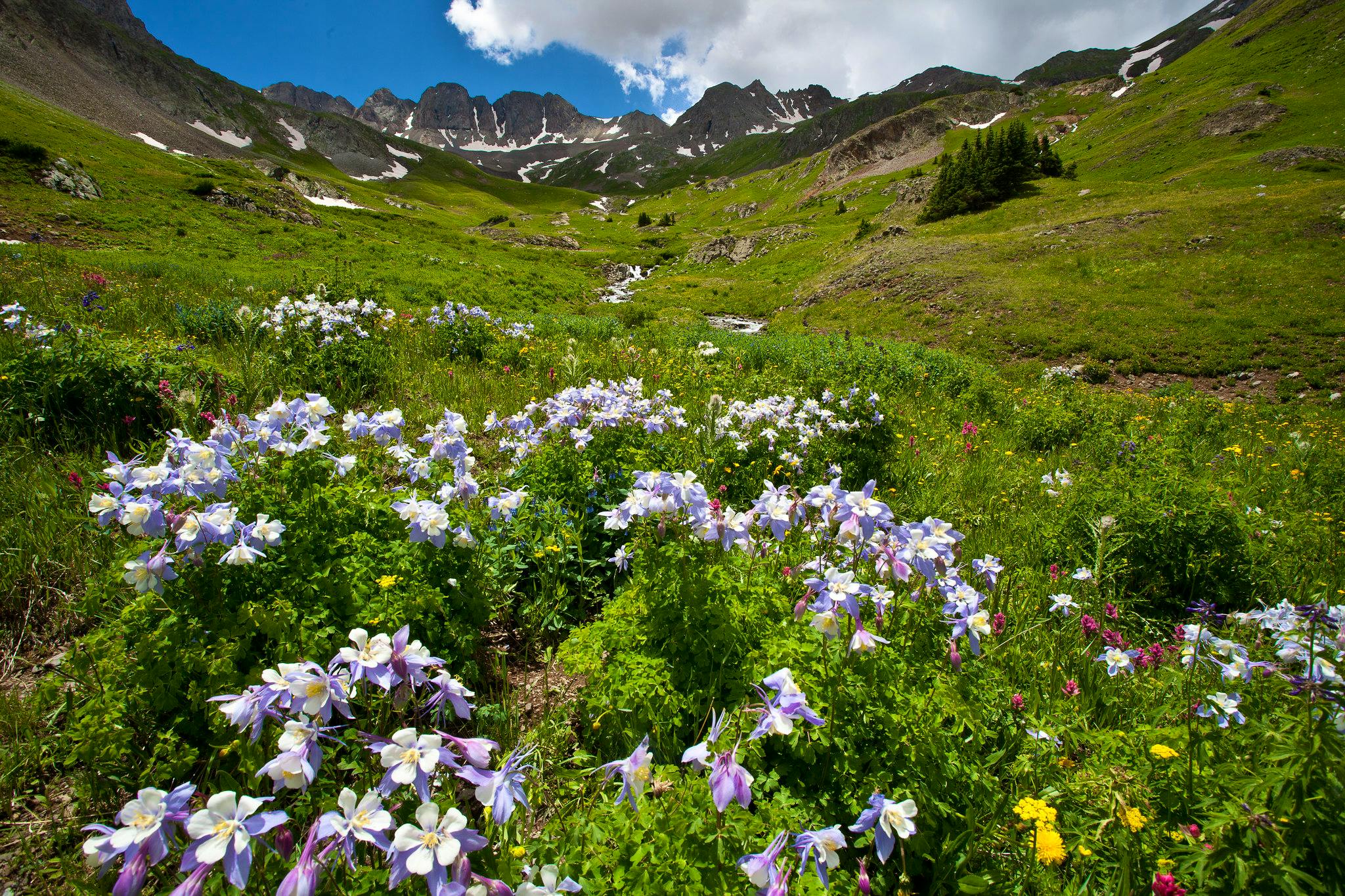 Flowers and peaks of Handies Peak WSA
