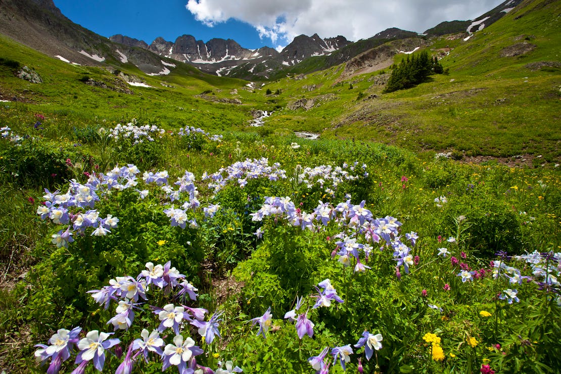 Flowers and peaks of Handies Peak WSA