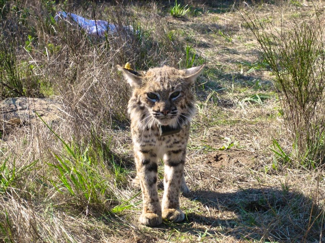 Bobcat with collar