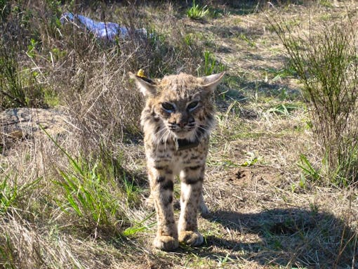 Bobcat with collar