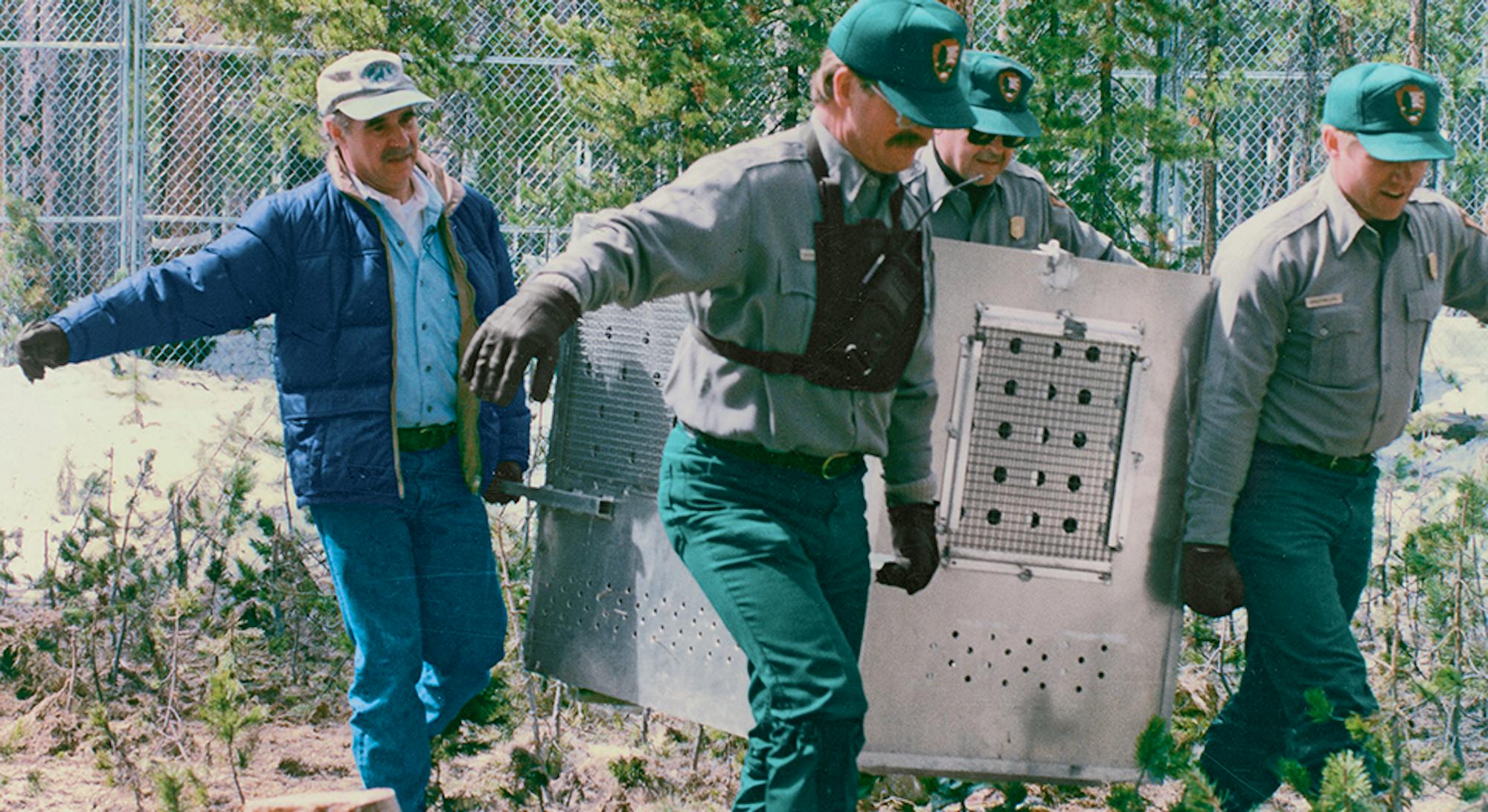 Releasing of gray wolves