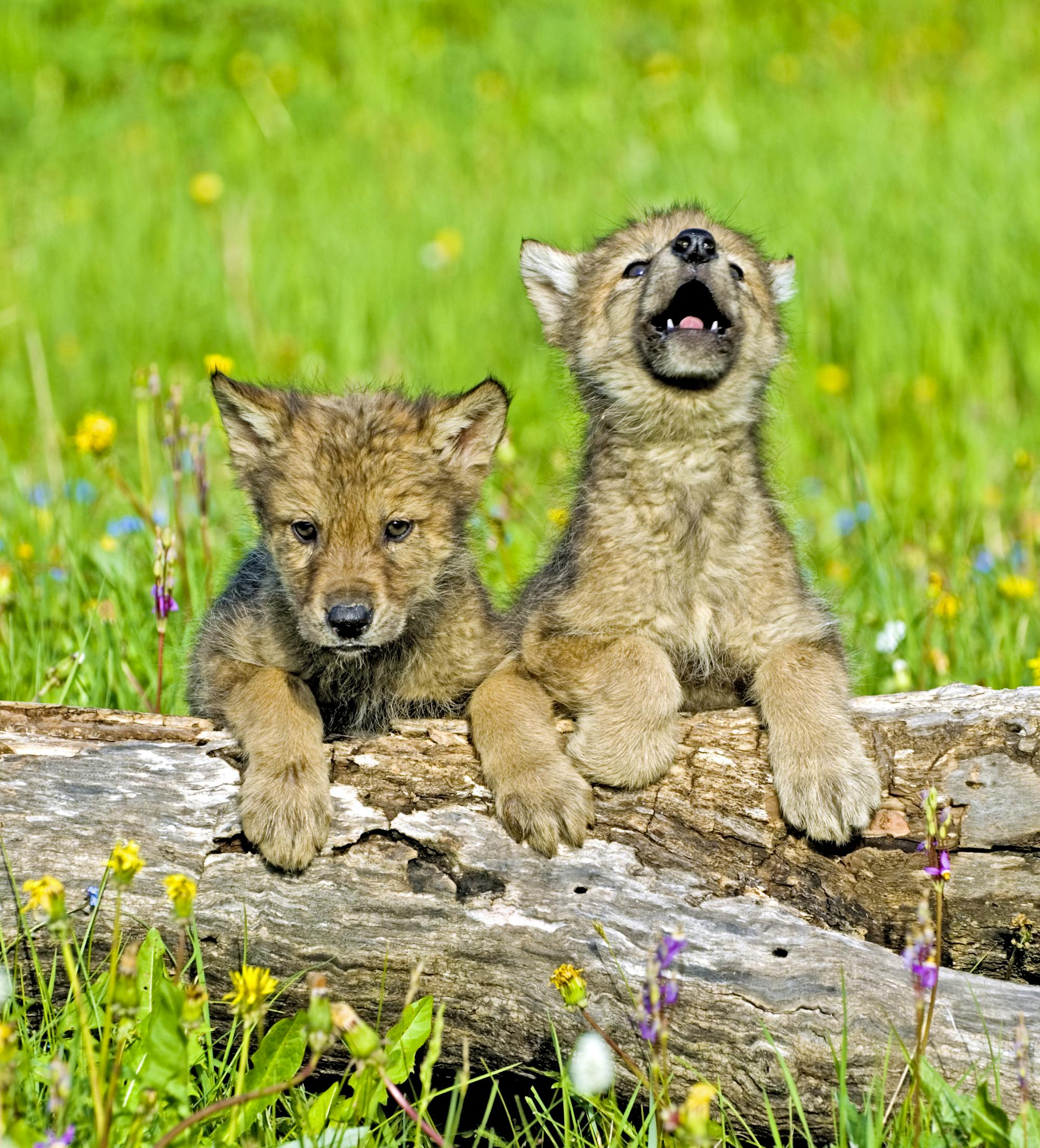 Gray wolf pups with flowers 