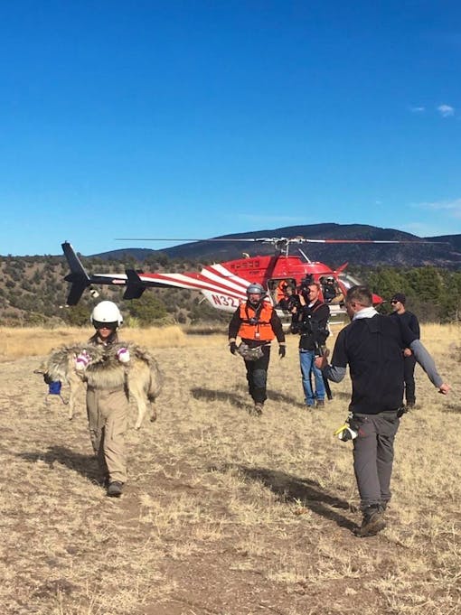 January 2020 Mexican gray wolf helicopter count and processing