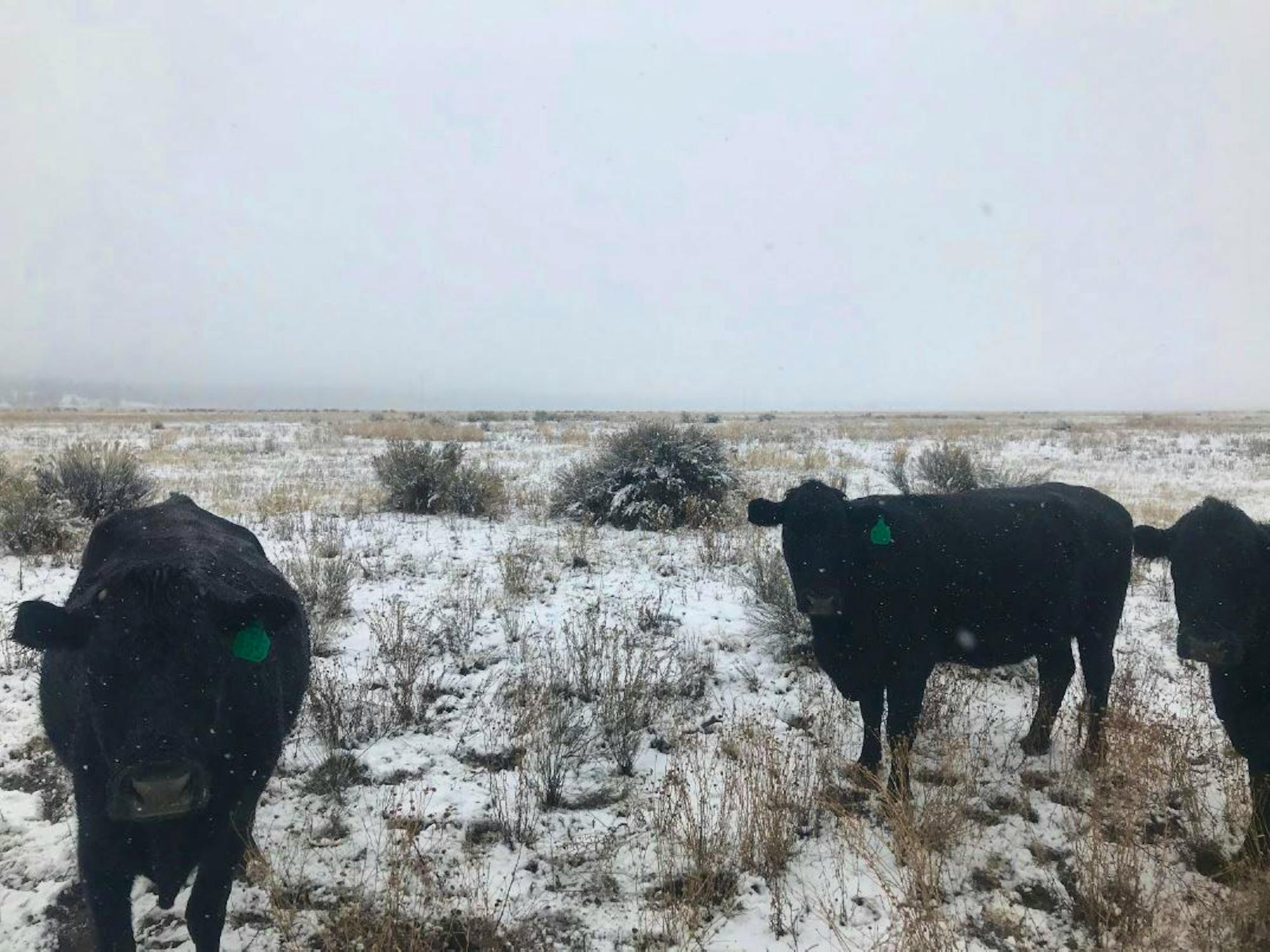 Snow covered cows