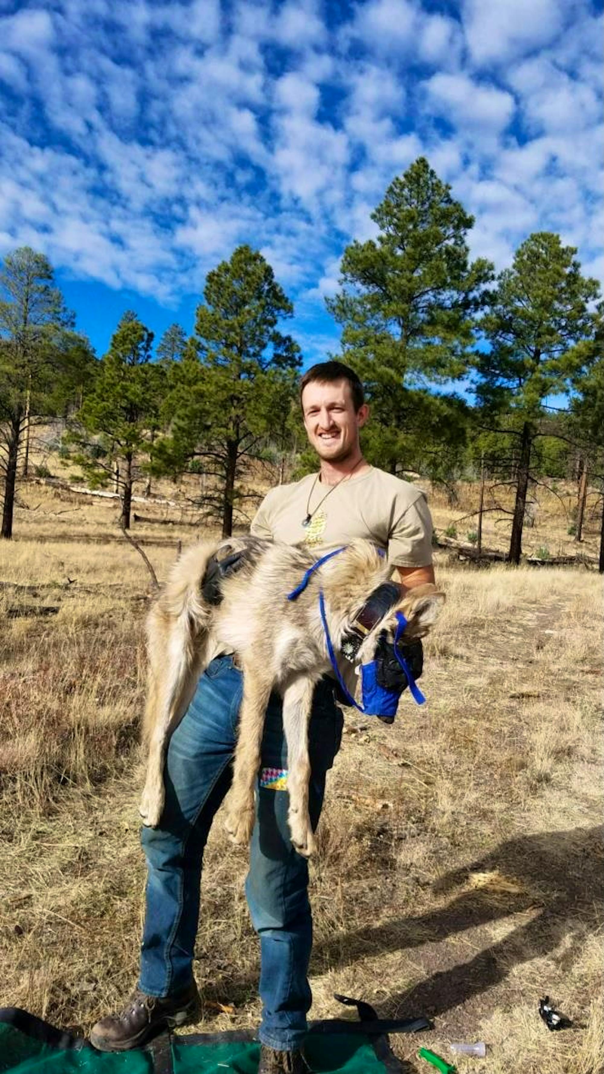 Max Morton with Mexican gray wolf after processing