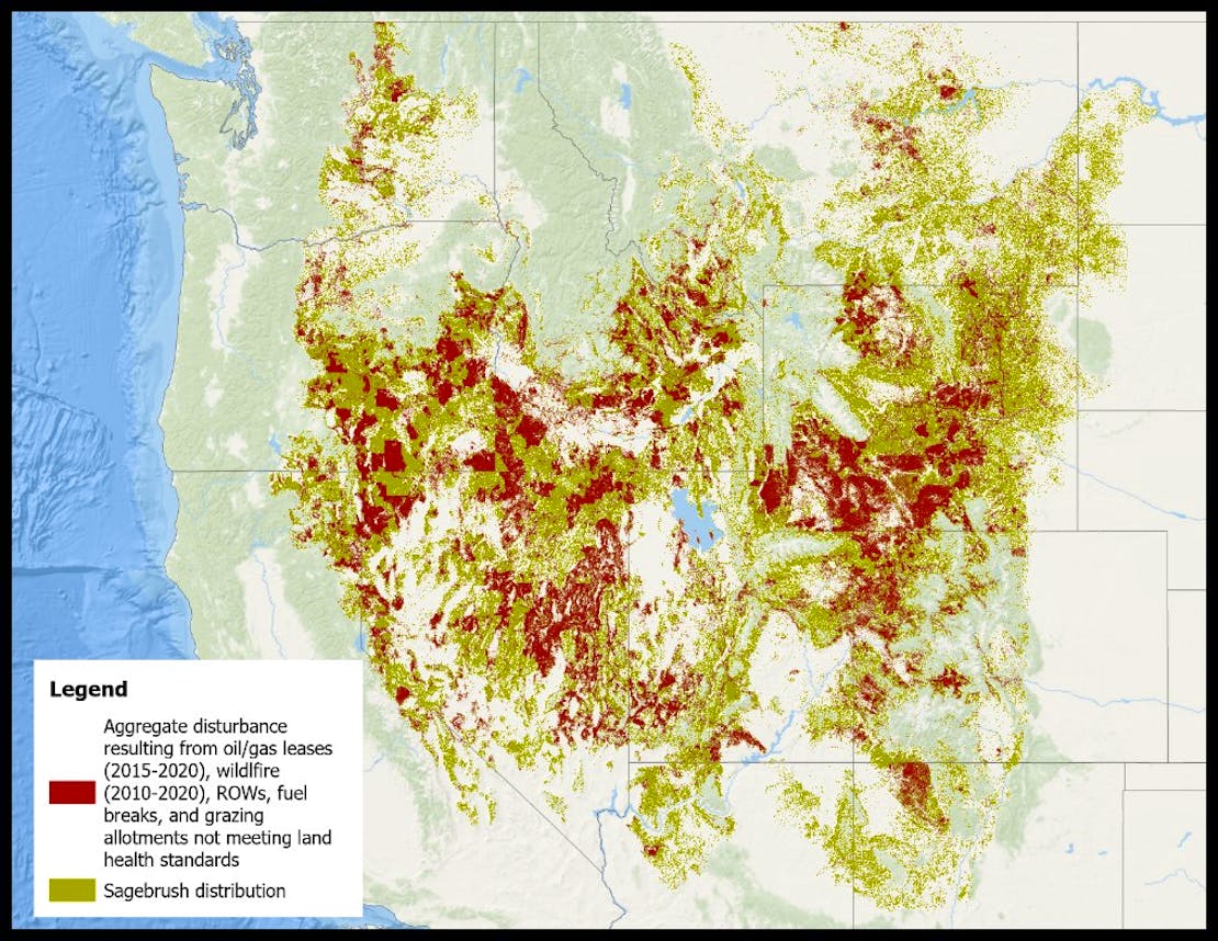 Sagebrush distribution