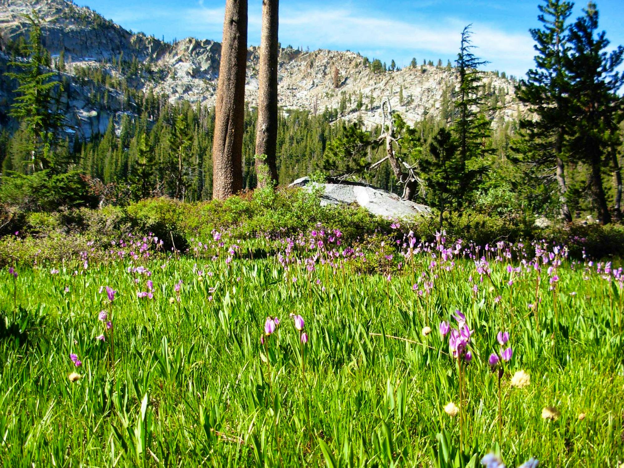 shooting stars wildflowers