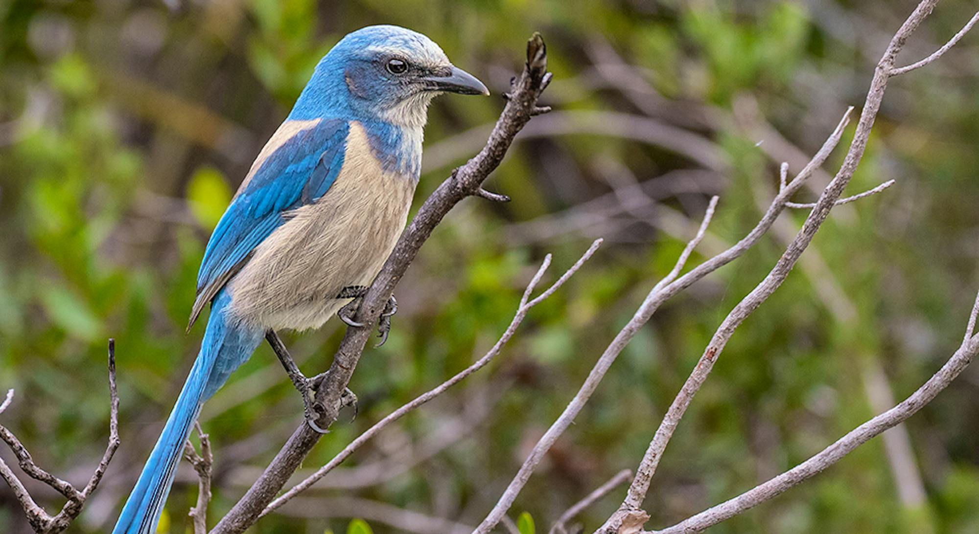 Florida Scrub Jay