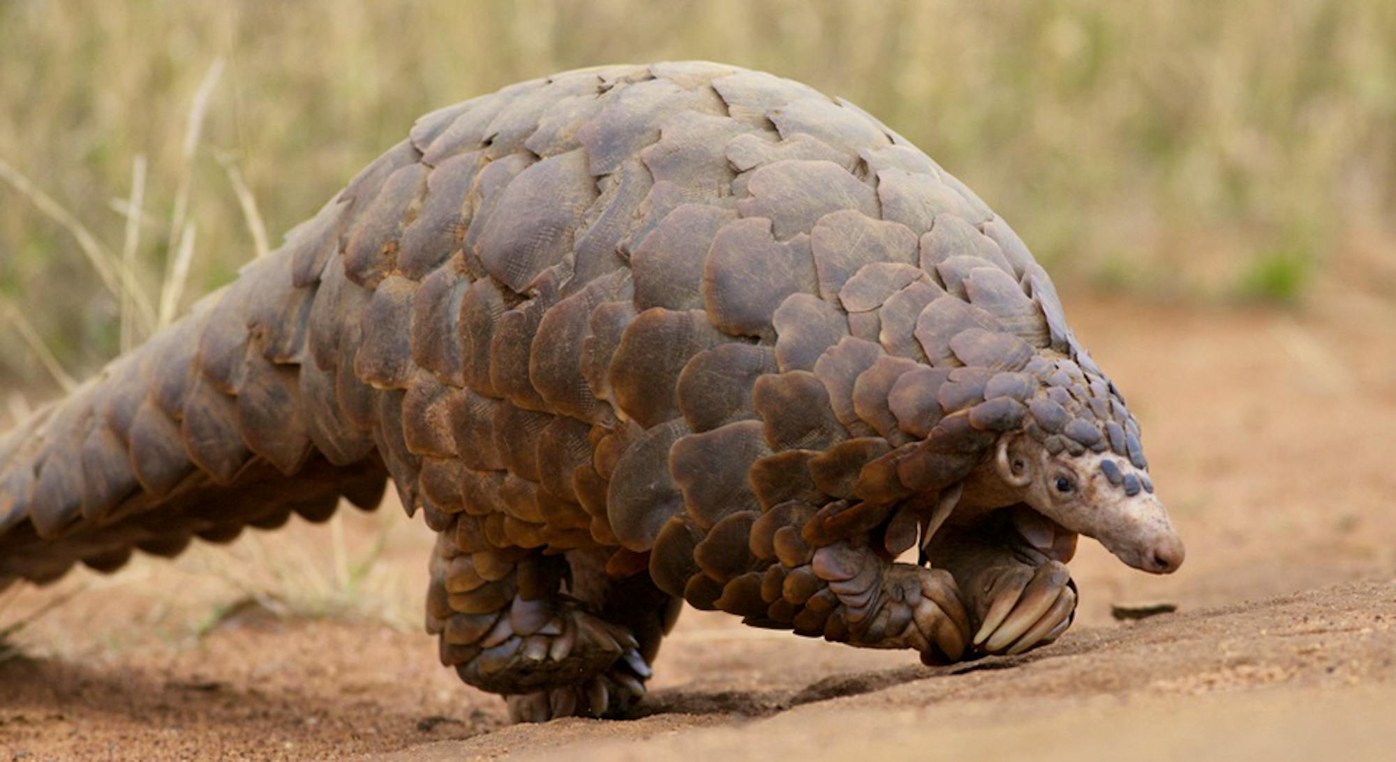 Pangolin - calling an end to Live Mrkets