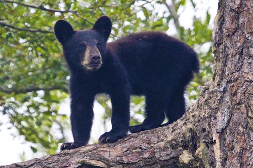 Black bear cub in a tree