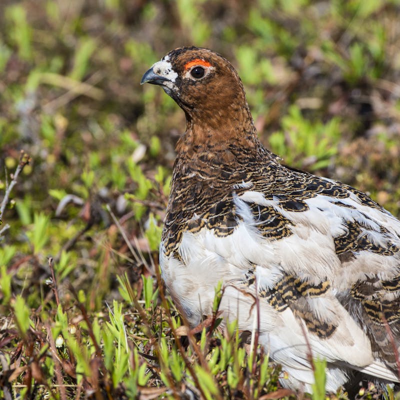 Ptarmigan changing colors in NPR-A