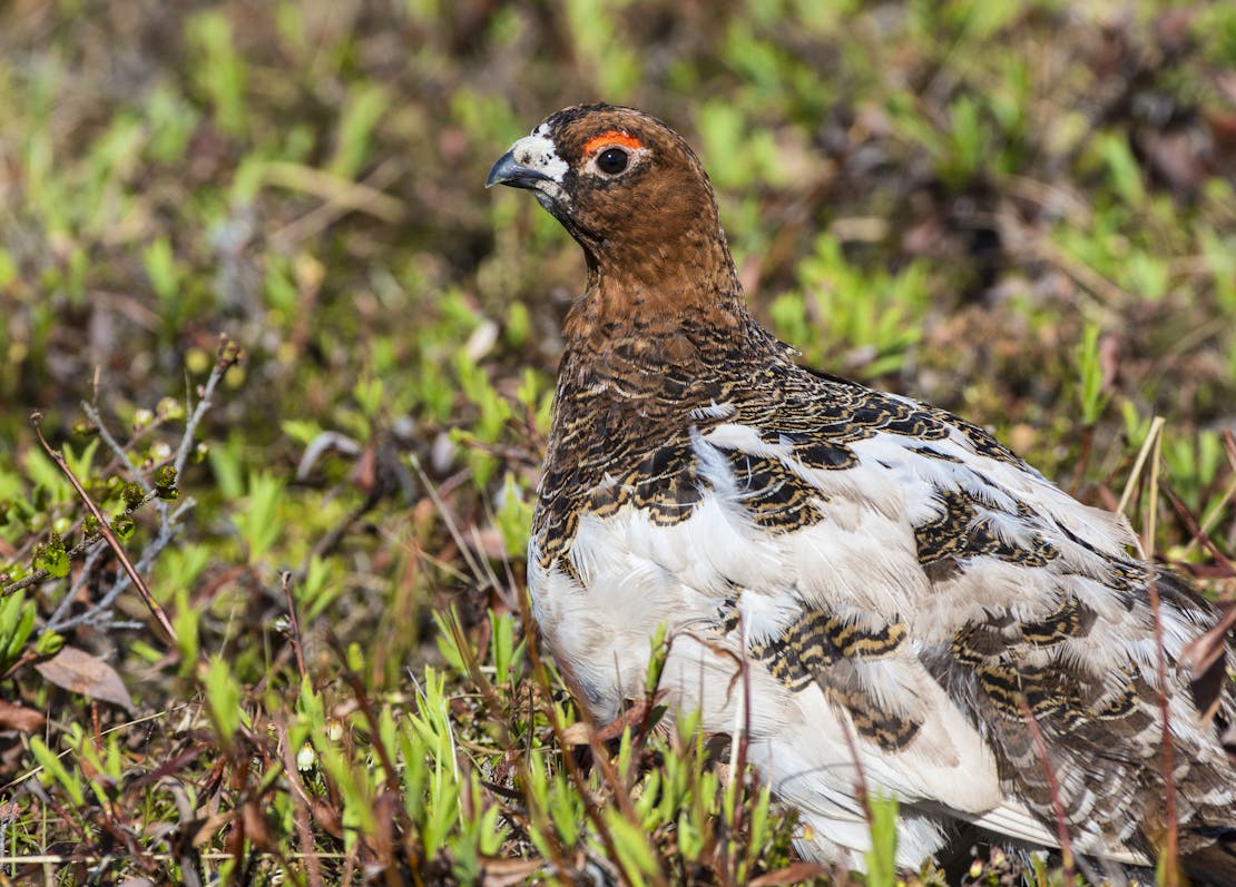 Ptarmigan changing colors in NPR-A 