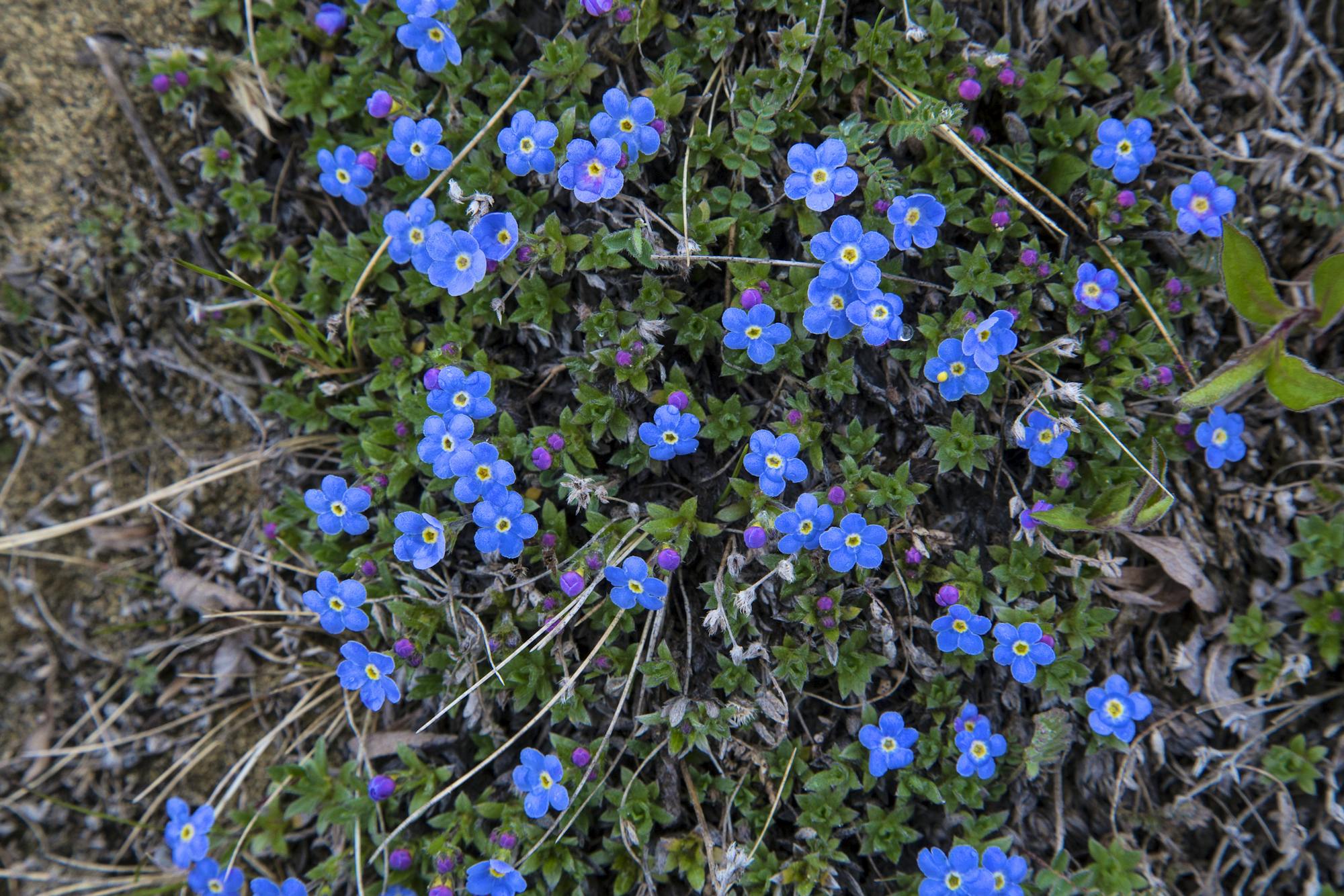 Flowers of the tundra