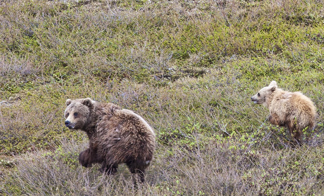 Brown bears in NPR-A