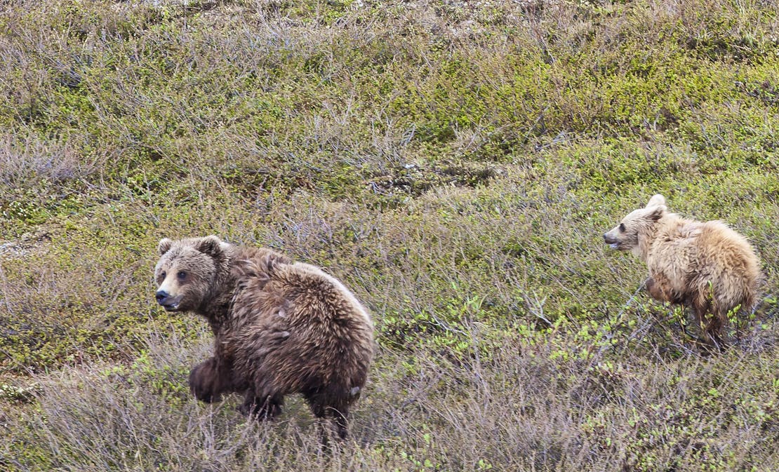 Brown bears in NPR-A