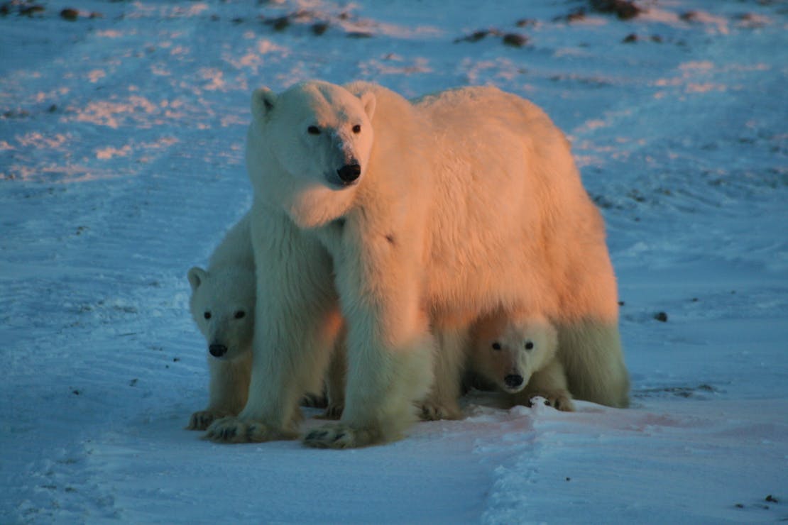 Polar Bear mother and cubs