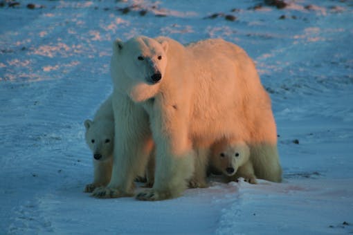 Polar Bear mother and cubs