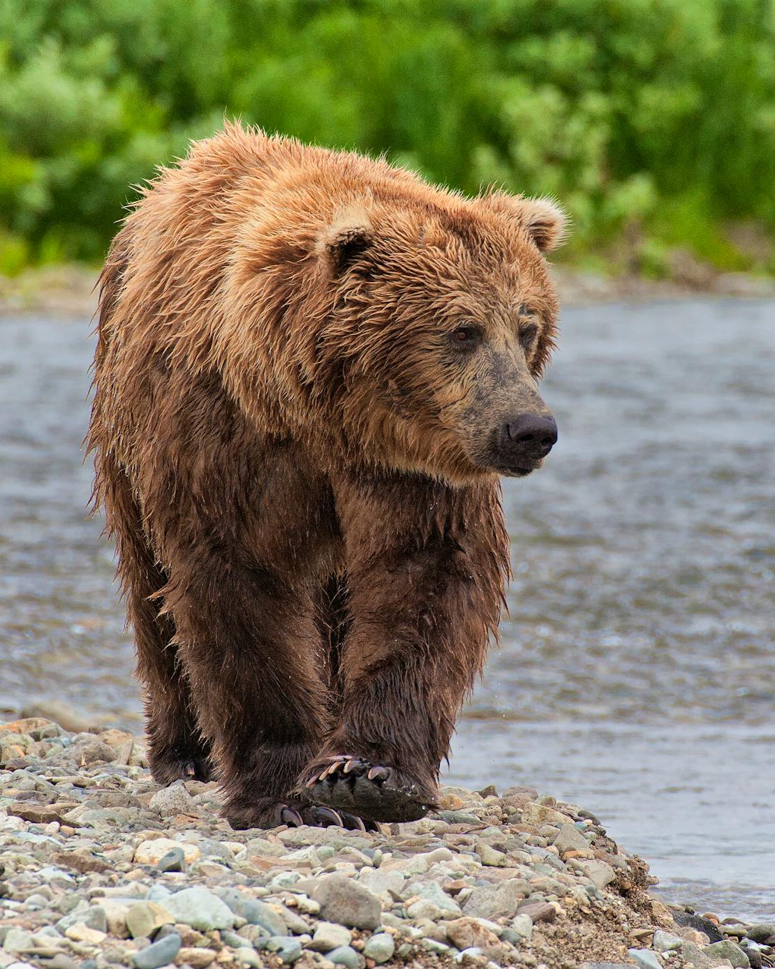 Ambling brown bear near water