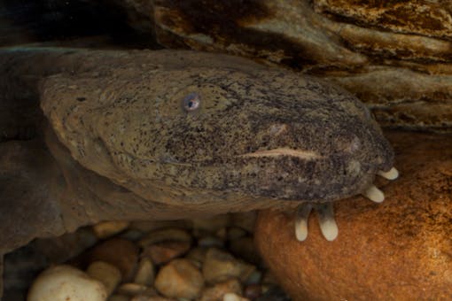 Hellbender