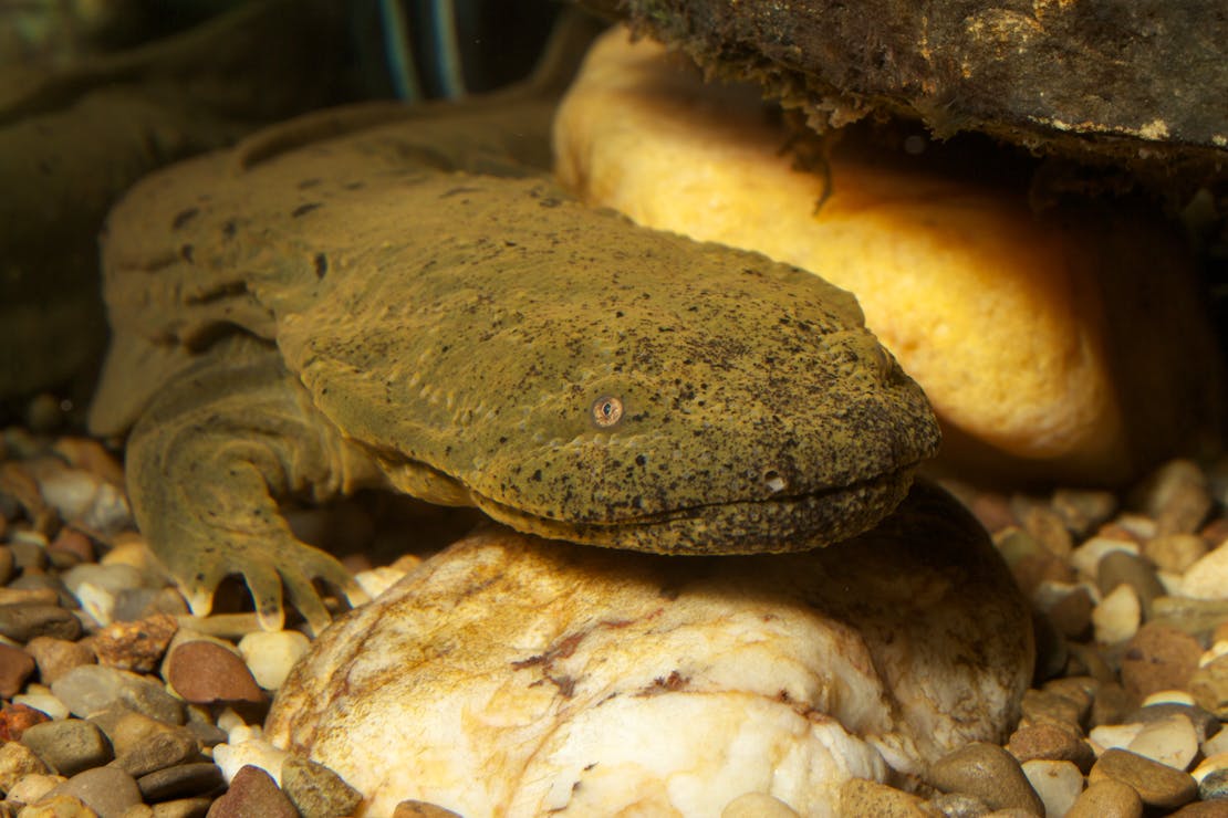 Hellbender