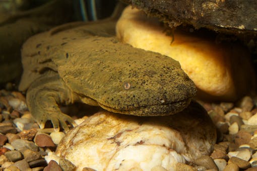 Hellbender