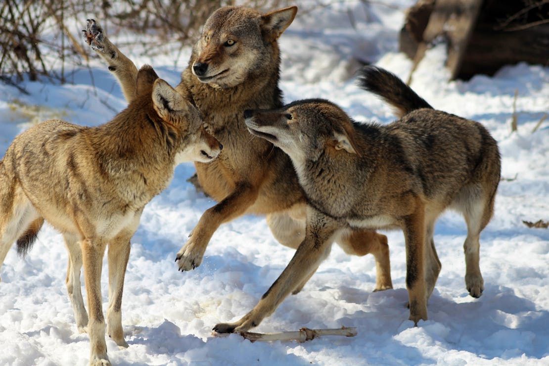 Red wolf pack playing