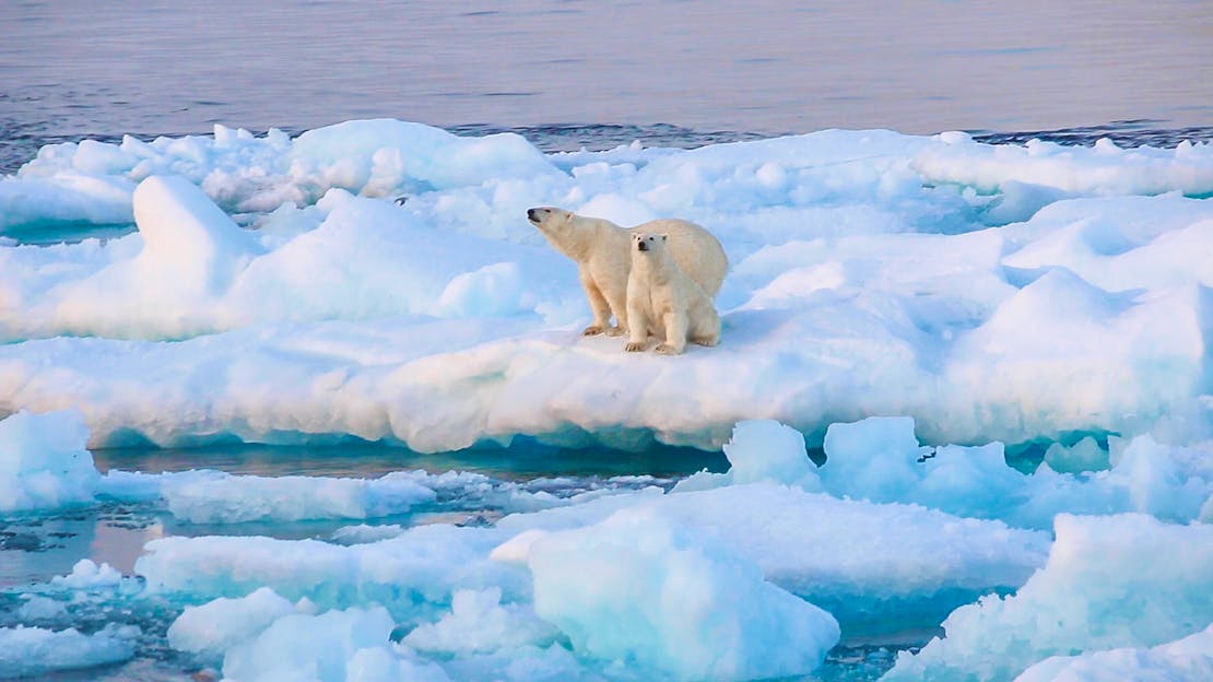 Polar bears on ice