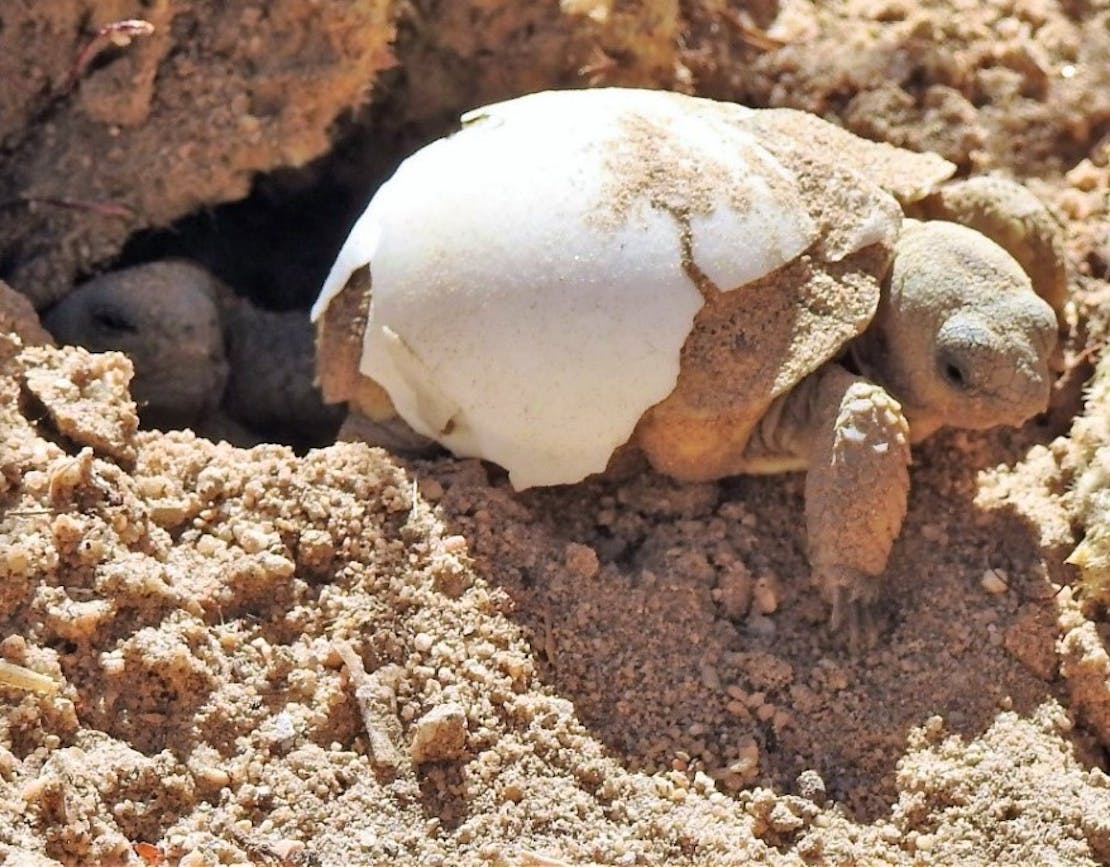 baby desert tortoise in shell