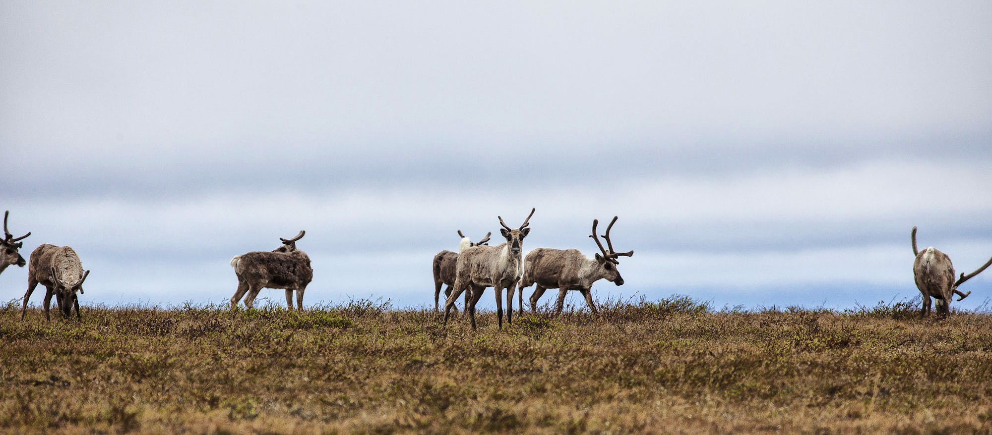 Teshekpuk Caribou, Northeast National Petroleum Reserve in Alaska