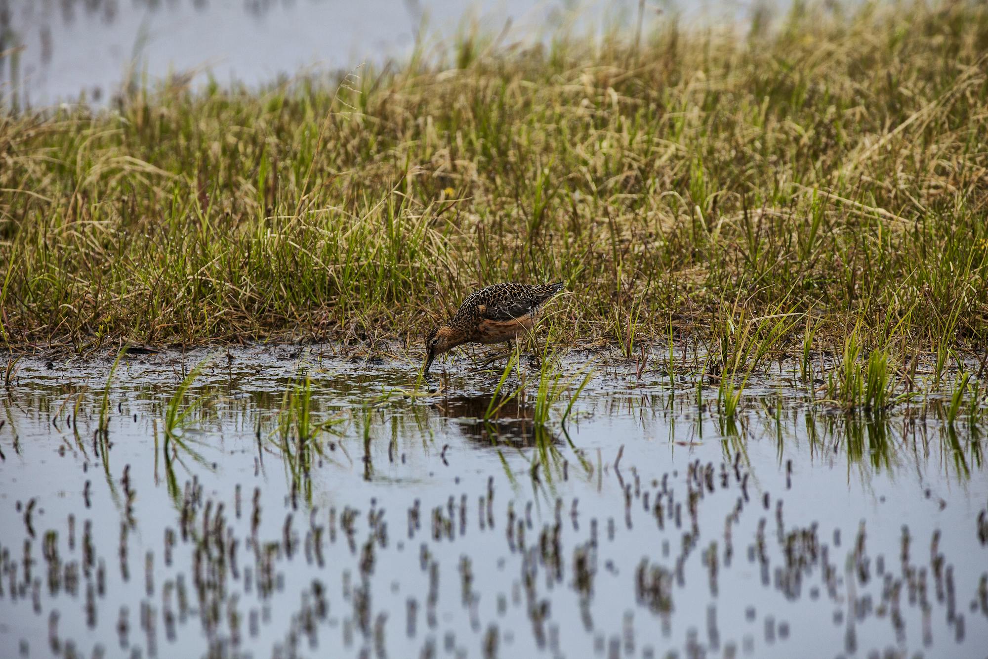 Bar-tailed Godwits in marsh in NPR-A