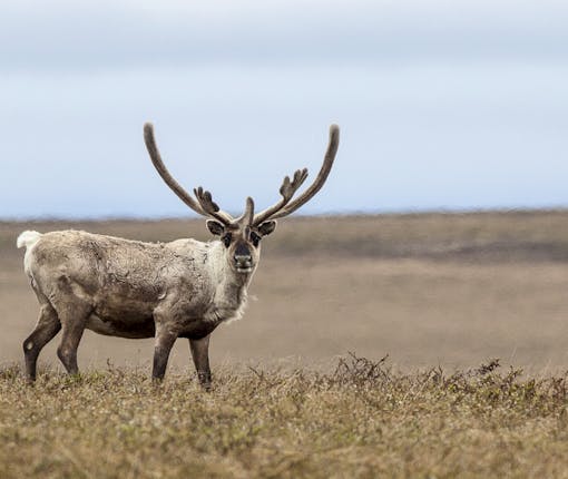 Caribou on tundra in NPR-A