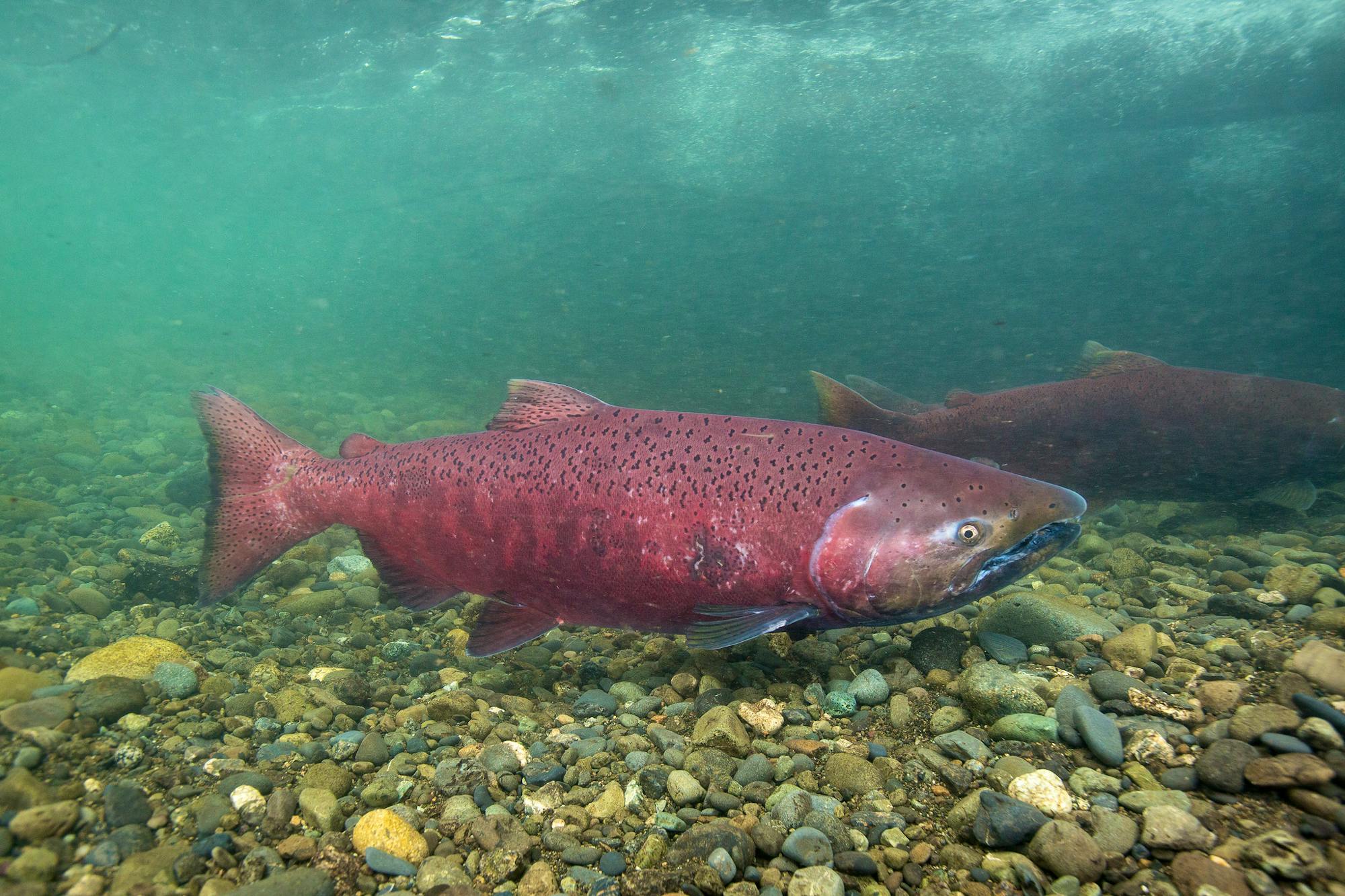 Chinook Salmon make their way up ship creek to spawn.