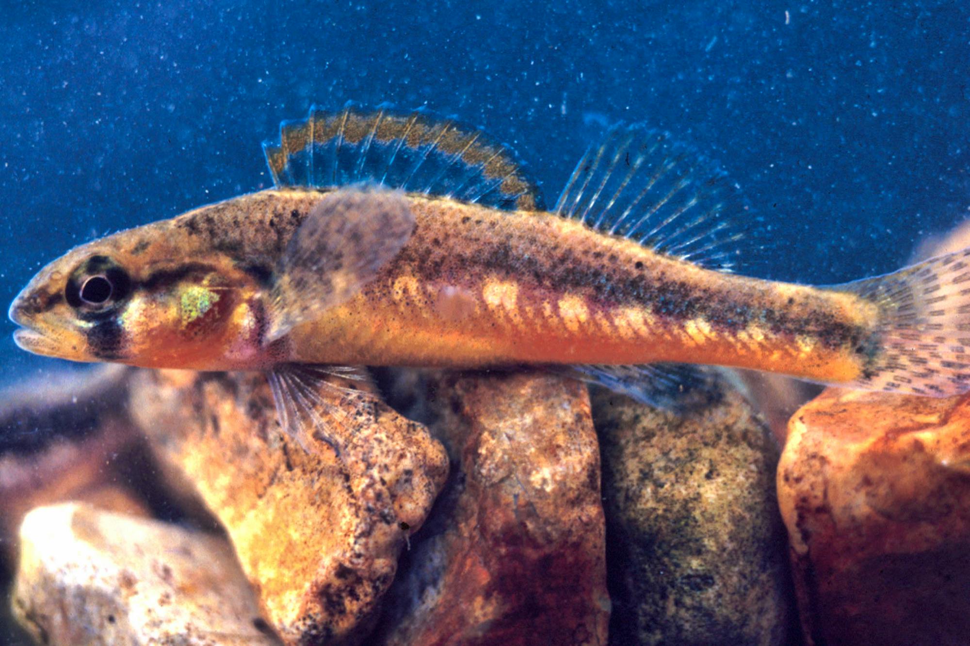 Slackwater Darter